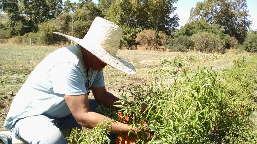 Menkir Tamrath picks peppers at his farm for his spice blends. He says when he was a kid in Ethiopia his father never set foot in the kitchen. Menkir Tamrath picks peppers at his farm for his spice blends. He says when he was a kid in Ethiopia his father never set foot in the kitchen.